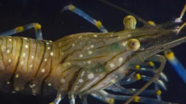 Karides (Palaemon elegans) beslenme, makro çekim. Karadeniz. Ukrayna.