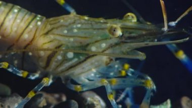 Karides (Palaemon elegans) beslenme, makro çekim. Karadeniz. Ukrayna.