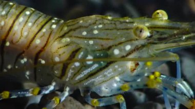 Karides (Palaemon elegans) beslenme, makro çekim. Karadeniz. Ukrayna.