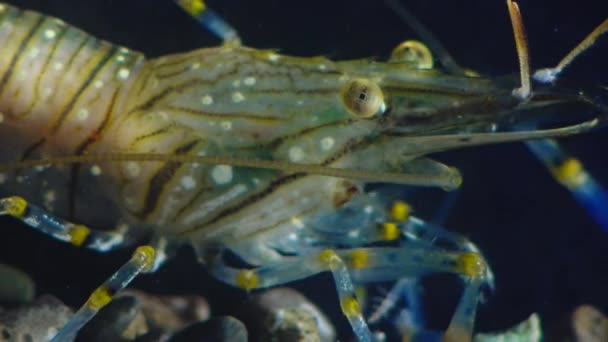 Nutrição Camarão Palaemon Elegans Brotação Macro Mar Negro Ucrânia — Vídeo de Stock