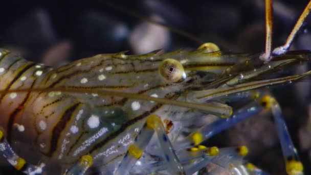 Karides Palaemon Elegans Beslenme Makro Çekim Karadeniz Ukrayna — Stok video