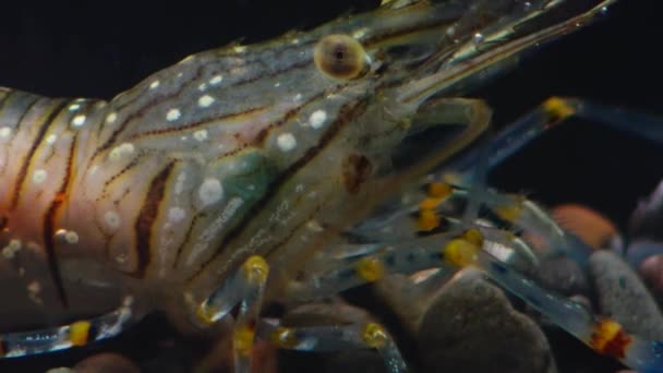 Táplálkozás Garnélarák Palaemon Elegans Makró Lőni Fekete Tenger Ukrajna — Stock videók