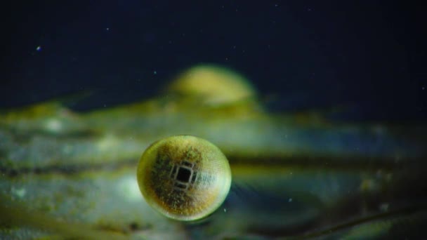 Piedra Camarón Palaemon Palaemon Elegans Macro Rodaje Los Camarones Ojo — Vídeo de stock