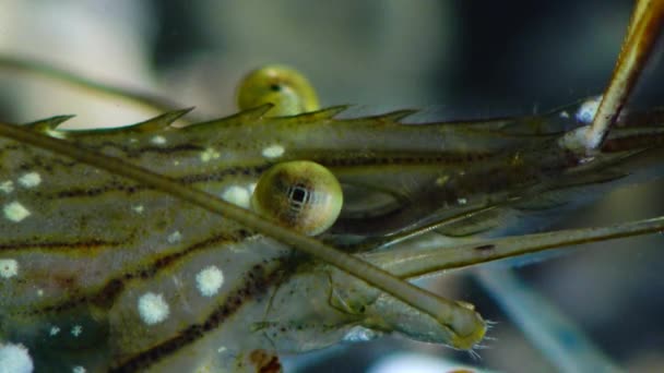 Palaemon Palaemon 眼虾的微距之拍 — 图库视频影像