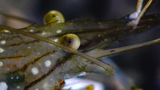 Shrimp Stone Palaemon Palaemon Elegans Makrotrieb Der Augentrieben — Stockvideo