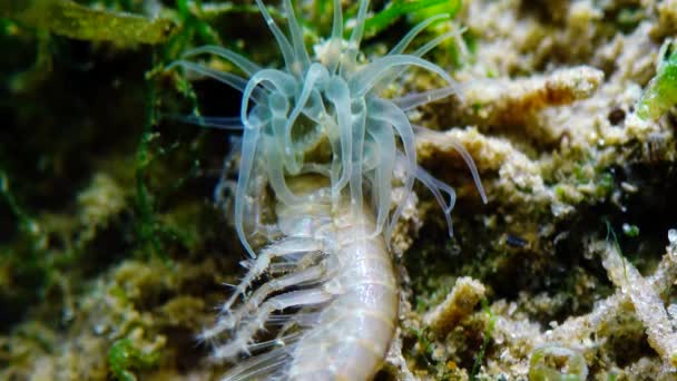 Pequeno Crustáceo Gênero Gammarus Capturado Por Uma Pequena Actinia Invasor — Vídeo de Stock