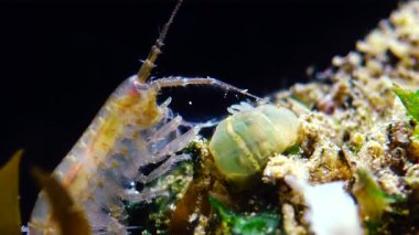 Caught yanında küçük bir Actinia - Karadeniz Diadumene lineata bir istilacı cinsi Gammarus, küçük bir Eklem bacaklılar
