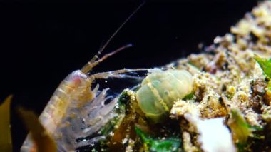 Caught yanında küçük bir Actinia - Karadeniz Diadumene lineata bir istilacı cinsi Gammarus, küçük bir Eklem bacaklılar