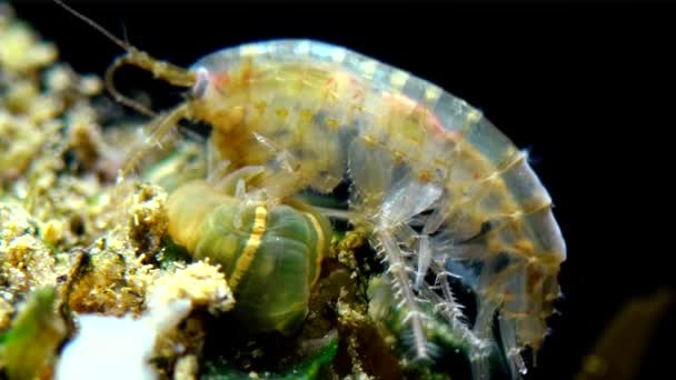 Piccolo Crostaceo Del Genere Gammarus Catturato Una Piccola Actinia Invasore — Video Stock