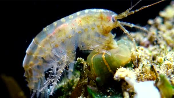 Pequeño Crustáceo Del Género Gammarus Capturado Por Una Pequeña Actinia — Vídeo de stock