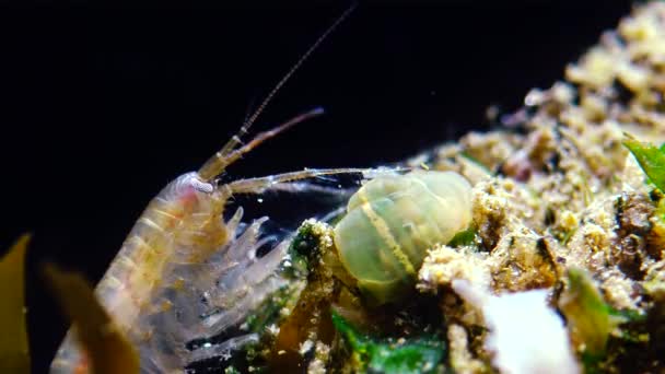 Pequeno Crustáceo Gênero Gammarus Capturado Por Uma Pequena Actinia Invasor — Vídeo de Stock