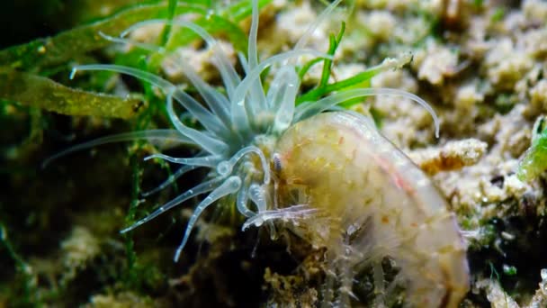 Piccolo Crostaceo Del Genere Gammarus Catturato Una Piccola Actinia Invasore — Video Stock