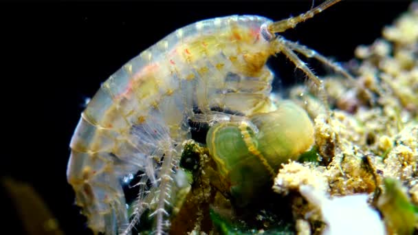 Small Crustacean Genus Gammarus Caught Small Actinia Invader Black Sea — Stock Video