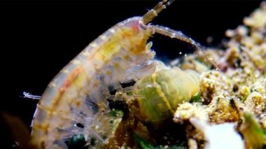 Caught yanında küçük bir Actinia - Karadeniz Diadumene lineata bir istilacı cinsi Gammarus, küçük bir Eklem bacaklılar