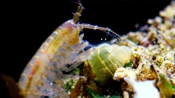 Gammarus 小さなアクティニア 黒海収縮について学では侵略者をつかんだ小さな甲殻類 — ストック動画