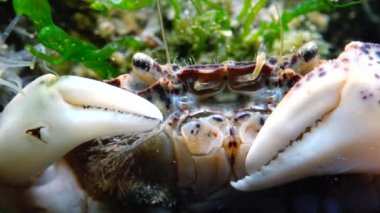 İstilacı türlerin, Invader Rhithropanopeus harrisii (ortak adları içerir Zuiderzee Yengeç, cüce Yengeç, nehir ağzı çamur Yengeç, Harris çamur yengeç), Karadeniz, Ukrayna, Odessa Bay