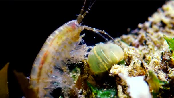 Gammarus 小さなアクティニア 黒海収縮について学では侵略者をつかんだ小さな甲殻類 — ストック動画