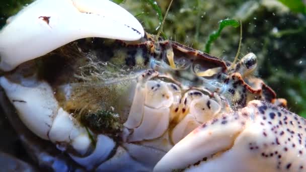 Invasive Species Invader Rhithropanopeus Harrisii Common Names Include Zuiderzee Crab — Stock Video