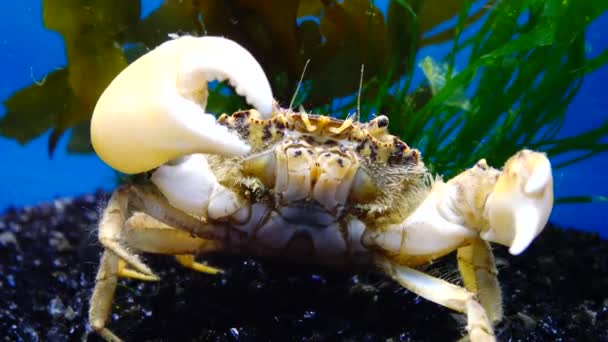 Espécies Invasoras Invasor Rhithropanopeus Harrisii Nomes Comuns Incluem Caranguejo Zuiderzee — Vídeo de Stock