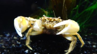 İstilacı türlerin, Invader Rhithropanopeus harrisii (ortak adları içerir Zuiderzee Yengeç, cüce Yengeç, nehir ağzı çamur Yengeç, Harris çamur yengeç), Karadeniz, Ukrayna, Odessa Bay