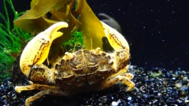 İstilacı türlerin, Invader Rhithropanopeus harrisii (ortak adları içerir Zuiderzee Yengeç, cüce Yengeç, nehir ağzı çamur Yengeç, Harris çamur yengeç), Karadeniz, Ukrayna, Odessa Bay