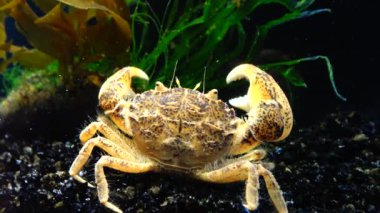 İstilacı türlerin, Invader Rhithropanopeus harrisii (ortak adları içerir Zuiderzee Yengeç, cüce Yengeç, nehir ağzı çamur Yengeç, Harris çamur yengeç), Karadeniz, Ukrayna, Odessa Bay