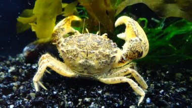 İstilacı türlerin, Invader Rhithropanopeus harrisii (ortak adları içerir Zuiderzee Yengeç, cüce Yengeç, nehir ağzı çamur Yengeç, Harris çamur yengeç), Karadeniz, Ukrayna, Odessa Bay