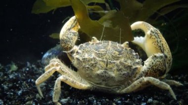 İstilacı türlerin, Invader Rhithropanopeus harrisii (ortak adları içerir Zuiderzee Yengeç, cüce Yengeç, nehir ağzı çamur Yengeç, Harris çamur yengeç), Karadeniz, Ukrayna, Odessa Bay