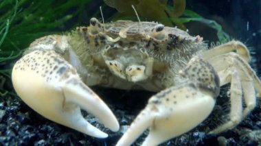 İstilacı türlerin, Invader Rhithropanopeus harrisii (ortak adları içerir Zuiderzee Yengeç, cüce Yengeç, nehir ağzı çamur Yengeç, Harris çamur yengeç), Karadeniz, Ukrayna, Odessa Bay