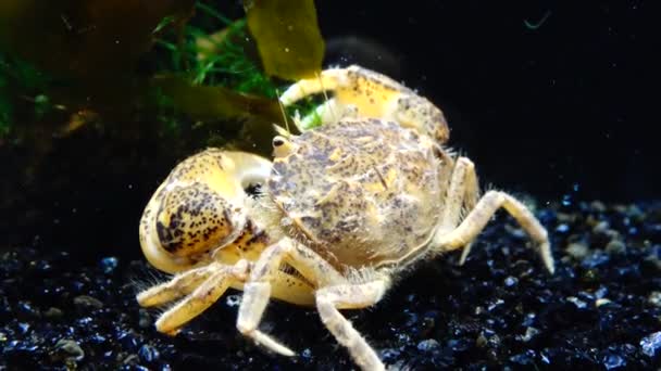 Espécies Invasoras Invasor Rhithropanopeus Harrisii Nomes Comuns Incluem Caranguejo Zuiderzee — Vídeo de Stock