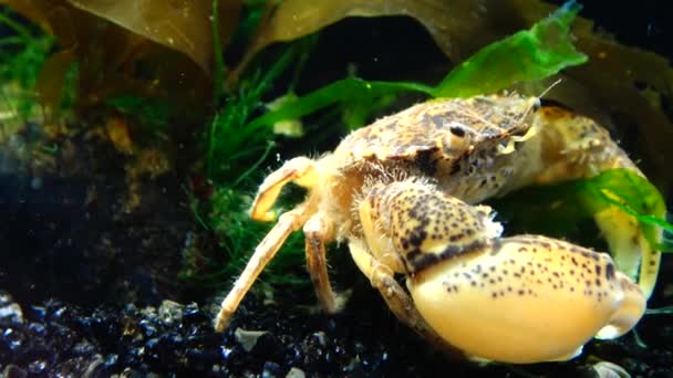 Espécies Invasoras Invasor Rhithropanopeus Harrisii Nomes Comuns Incluem Caranguejo Zuiderzee — Vídeo de Stock