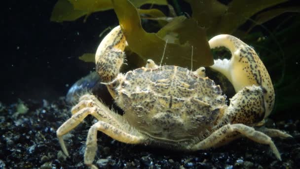 Invasive Species Invader Rhithropanopeus Harrisii Common Names Include Zuiderzee Crab — Stock Video