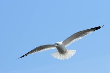 Kuşlar Ukraine.Gulls, mavi gökyüzüne karşı uçar. Kışlama su