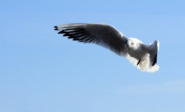 Kuşlar Ukraine.Gulls, mavi gökyüzüne karşı uçar. Kışlama su