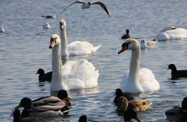 Ukrayna'nın kuşlar. Kuğular, martı ve ördekler - su kuşları kışı ben