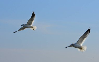 Kuşlar Ukraine.Gulls, mavi gökyüzüne karşı uçar. Kışlama su