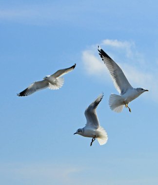 Kuşlar Ukraine.Gulls, mavi gökyüzüne karşı uçar. Kışlama su