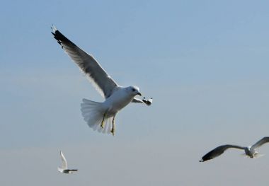 Kuşlar Ukraine.Gulls, mavi gökyüzüne karşı uçar. Kışlama su