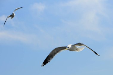 Kuşlar Ukraine.Gulls, mavi gökyüzüne karşı uçar. Kışlama su