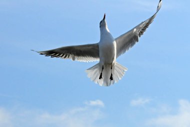 Kuşlar Ukraine.Gulls, mavi gökyüzüne karşı uçar. Kışlama su