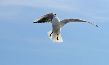 Kuşlar Ukraine.Gulls, mavi gökyüzüne karşı uçar. Kışlama su