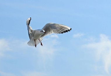Kuşlar Ukraine.Gulls, mavi gökyüzüne karşı uçar. Kışlama su