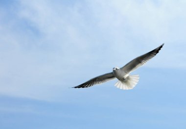 Kuşlar Ukraine.Gulls, mavi gökyüzüne karşı uçar. Kışlama su