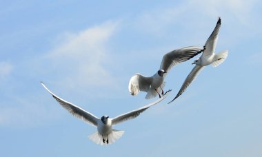 Kuşlar Ukraine.Gulls, mavi gökyüzüne karşı uçar. Kışlama su