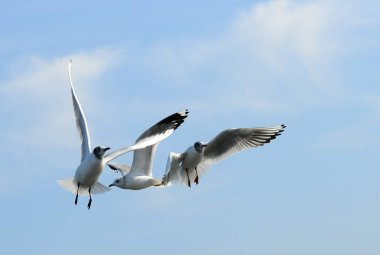Kuşlar Ukraine.Gulls, mavi gökyüzüne karşı uçar. Kışlama su