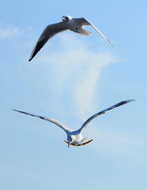 Kuşlar Ukraine.Gulls, mavi gökyüzüne karşı uçar. Kışlama su