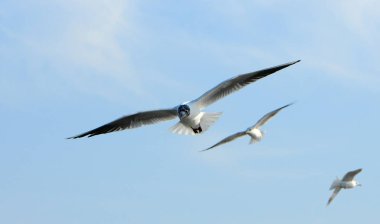 Kuşlar Ukraine.Gulls, mavi gökyüzüne karşı uçar. Kışlama su