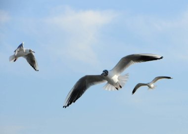 Kuşlar Ukraine.Gulls, mavi gökyüzüne karşı uçar. Kışlama su