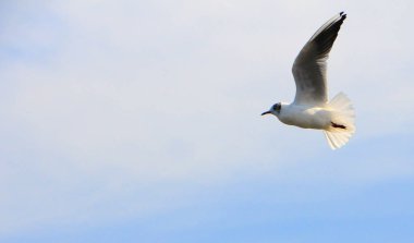 Kuşlar Ukraine.Gulls, mavi gökyüzüne karşı uçar. Kışlama su