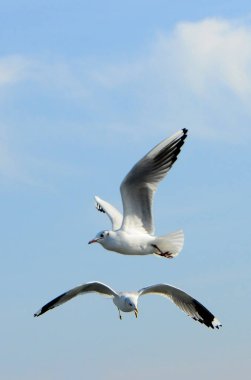 Kuşlar Ukraine.Gulls, mavi gökyüzüne karşı uçar. Kışlama su